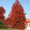 Copalme d'Amérique - Liquidambar