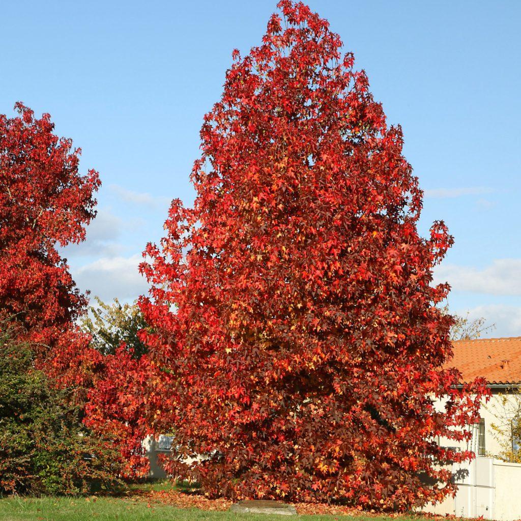 Copalme d'Amérique - Liquidambar