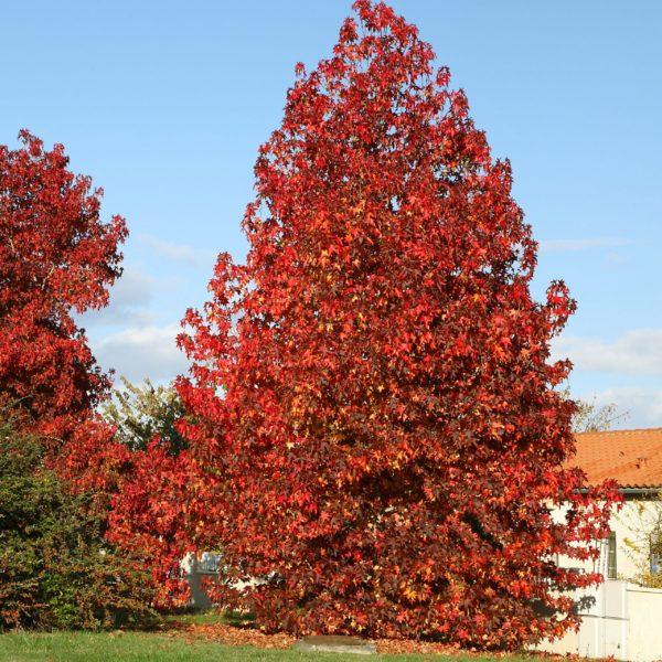 Copalme d'Amérique - Liquidambar