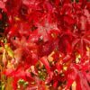 Copalme d'Amérique - Liquidambar – Image 3