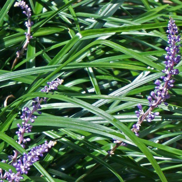 Liriope muscari 'Royal Purple'