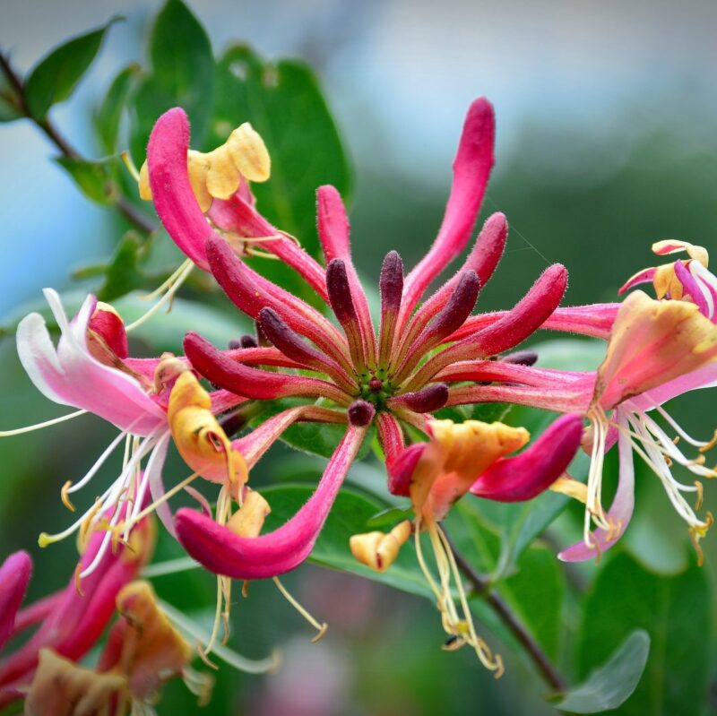 Chèvrefeuille des bois 'Serotina' - Lonicera