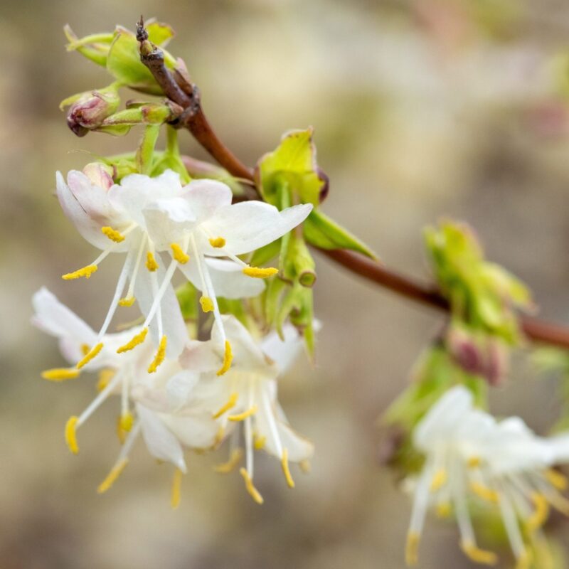 Chèvrefeuille d'hiver parfumé - Lonicera- Bio Le Bourgeon
