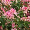 Chèvrefeuille de Tartarie 'Rosea' - Lonicera- Bio Le Bourgeon