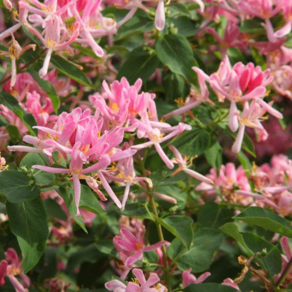 Chèvrefeuille de Tartarie 'Rosea' - Lonicera- Bio Le Bourgeon