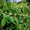 Chèvrefeuille des haies - Lonicera- Bio Le Bourgeon