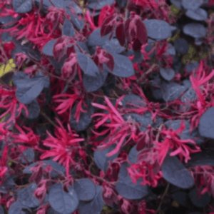 Loropétale de Chine 'Black Pearl' - Loropetalum