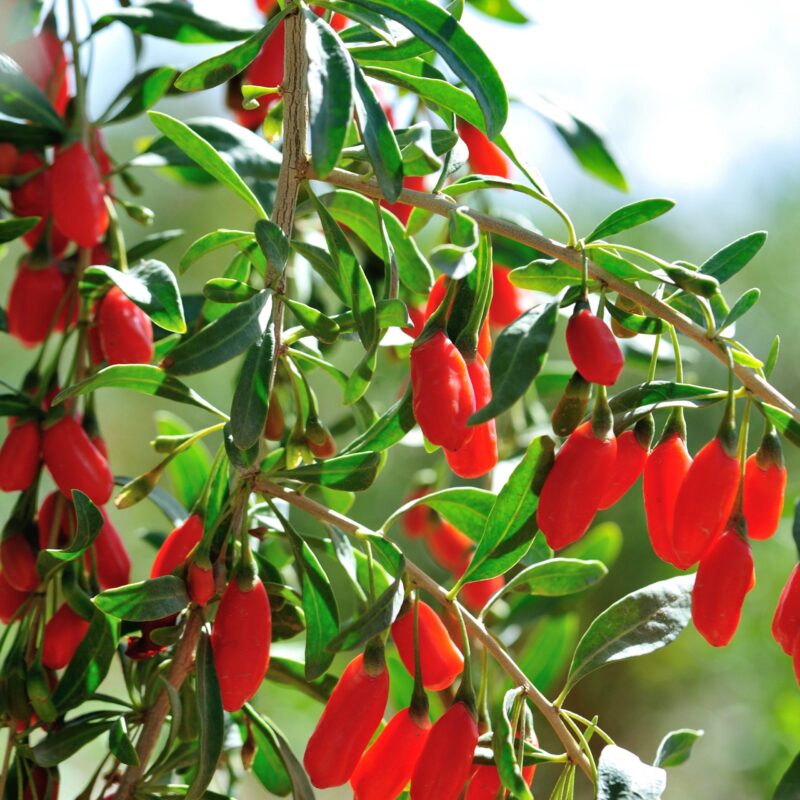 Goji - Lycium