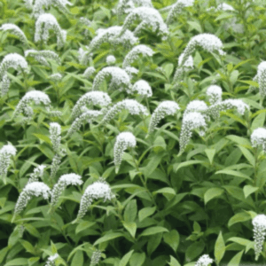 Lysimaque de Chine - Lysimachia