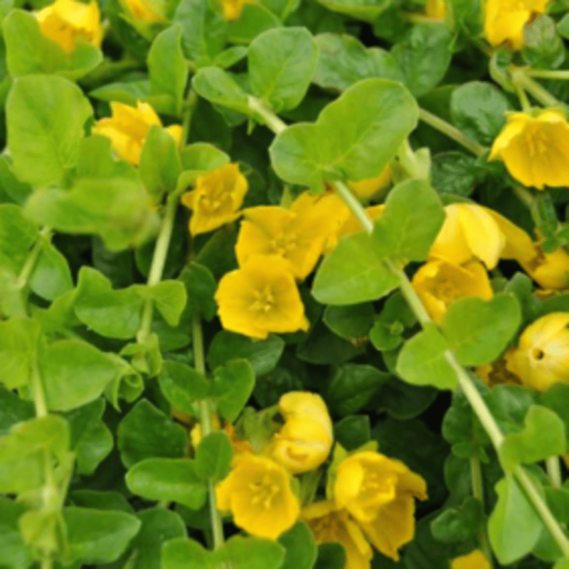 Herbe aux écus - Lysimachia, dès 3 pièces