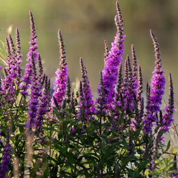 Salicaire 'Robert' - Lythrum