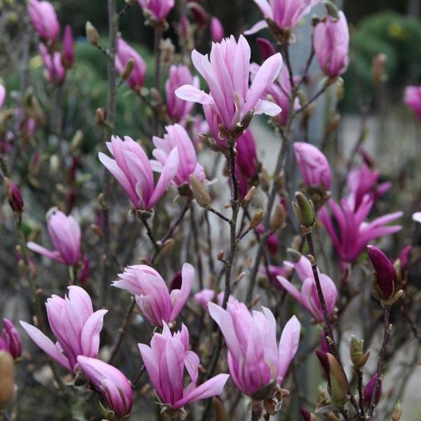 Magnolia 'Susan'