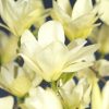 Magnolia 'Yellow River' – Image 2