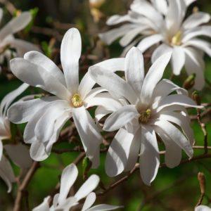 Magnolia étoilé