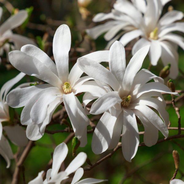 Magnolia étoilé