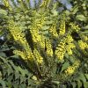 Mahonia 'Winter Sun'