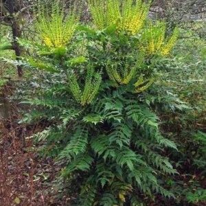 Mahonia aquifolium