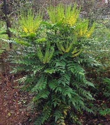 Mahonia aquifolium