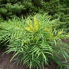 Mahonia 'Soft Caress'