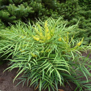 Mahonia 'Soft Caress'