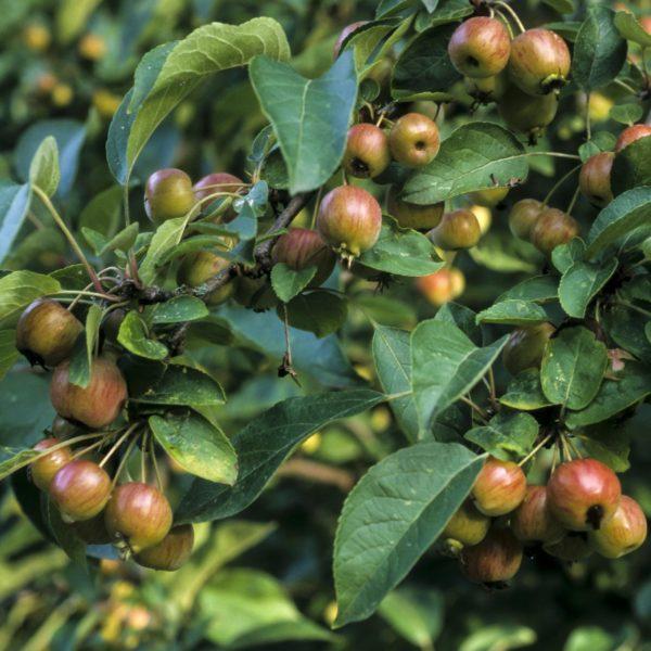 Pommier ornemental 'Evereste' - Malus – Image 2