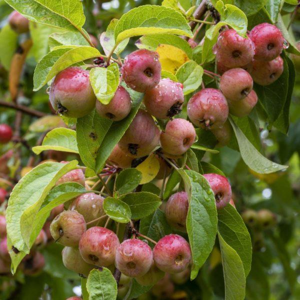 Pommier ornemental 'Evereste' - Malus
