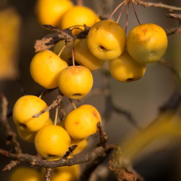 Pommier ornemental 'Golden Hornet' - Malus
