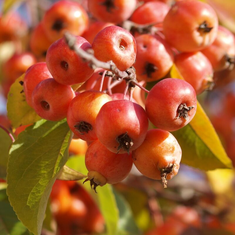 Pommier ornemental 'Pomzai' - Malus