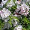 Pommier ornemental 'Pomzai' - Malus – Image 2