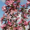 Pommier ornemental 'Red Obelisk' - Malus – Image 2