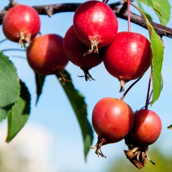 Pommier ornemental 'Red Obelisk' - Malus