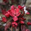 Pommier ornemental 'Royalty' - Malus – Image 2