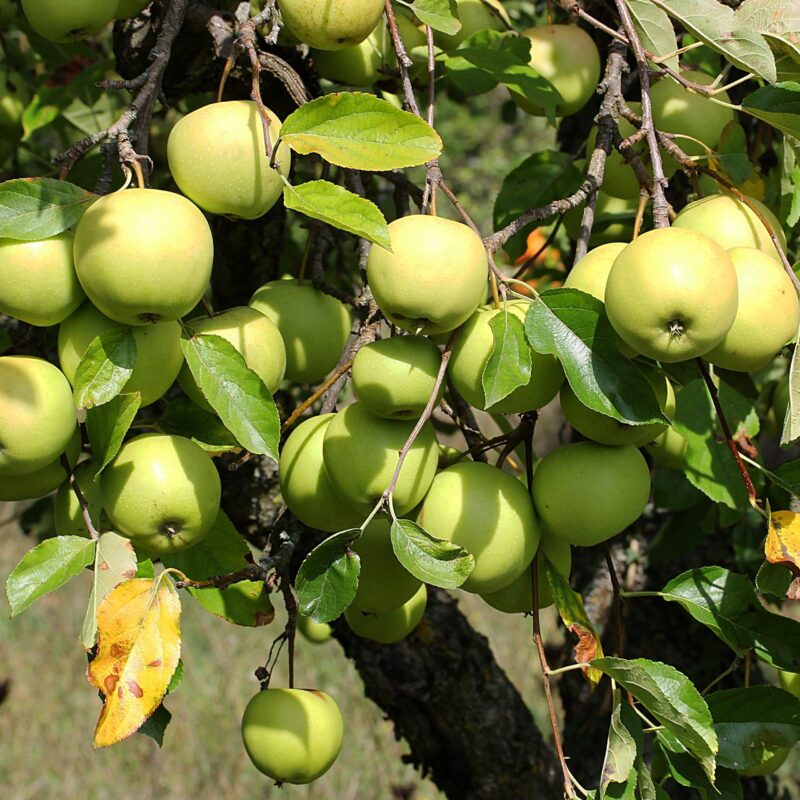 Pommier sauvage - Malus- Bio Le Bourgeon