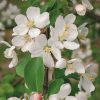Pommier sauvage - Malus- Bio Le Bourgeon – Image 2
