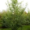 Pommier sauvage - Malus- Bio Le Bourgeon – Image 3