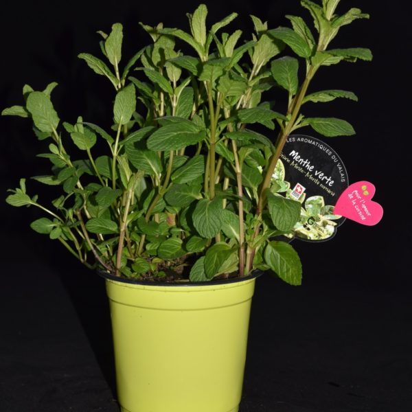Menthe verte 'Mojito'
