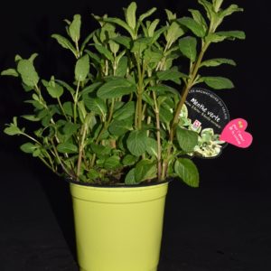 Menthe verte 'Mojito'