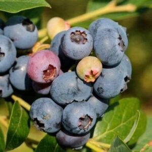 Myrtillier 'Elisabeth' - Vaccinium