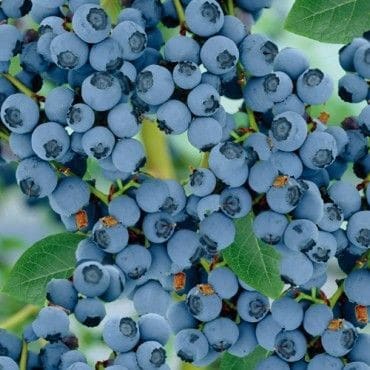 Myrtillier 'Goldtraube 71' - Vaccinium