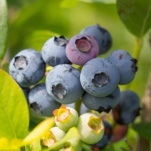 Myrtillier Patriot - Vaccinium