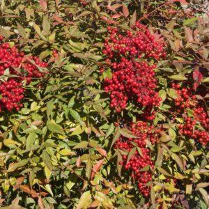 Bambou sacré - Nandina domestica