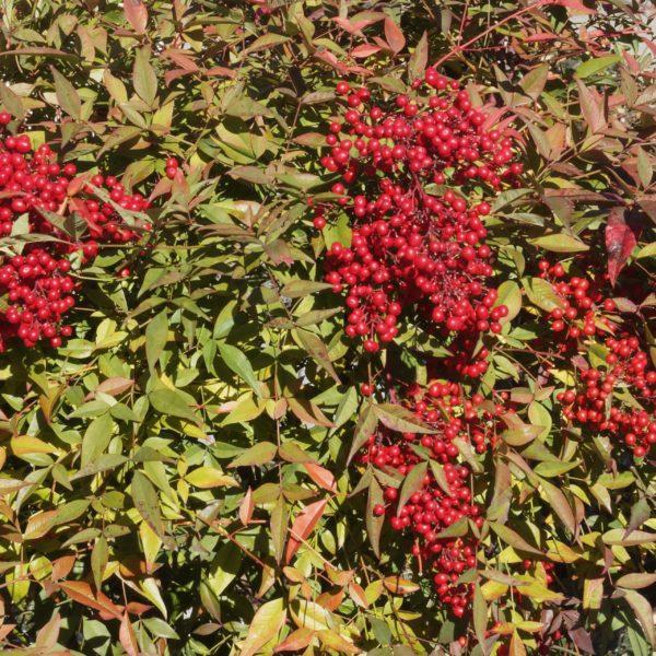 Bambou sacré - Nandina- Bio Le Bourgeon