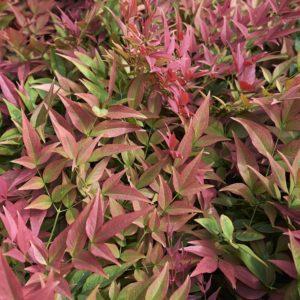 Bambou sacré 'Gulf Stream' - Nandina