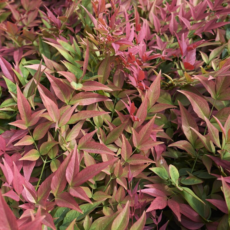 Bambou sacré 'Gulf Stream' - Nandina