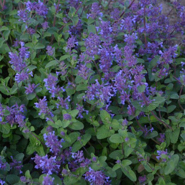 Chataire- Nepeta faassenii mussinii