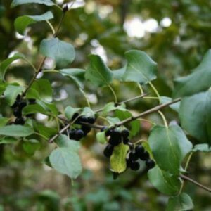 Nerprun purgatif - Rhamnus- Bio Le Bourgeon