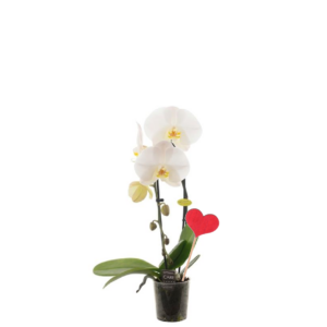 Orchidée Phalaenopsis blanc et décoration coeur