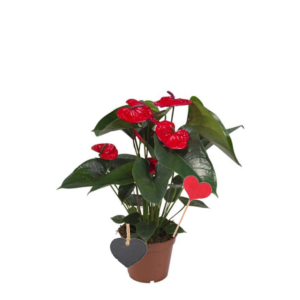 Anthurium rouge avec décorations coeurs