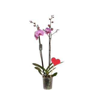 Orchidée Phalaenopsis Cleveland et décoration coeur
