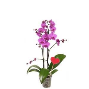 Orchidée Phalaenopsis rose et décoration coeur